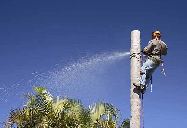 How Our Tree Care Process Works  in  West Jefferson, OH